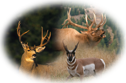 Montana Private Ranch Combo Hunts
