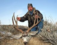 Stout Montana Management Mule Deer