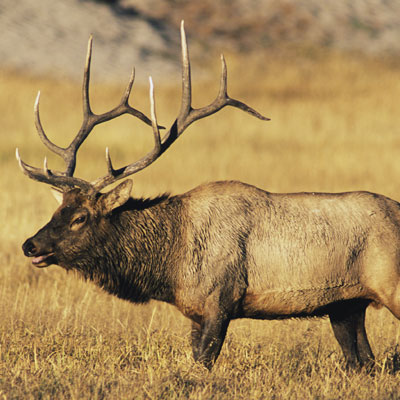 Montana Elk Hunting