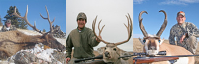 Montana Private Land Elk, Mule Deer and Antelope Combo Hunts