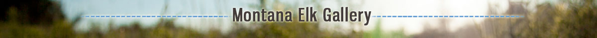 Montana Elk Gallery