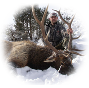Giant Eastern Montana Elk
