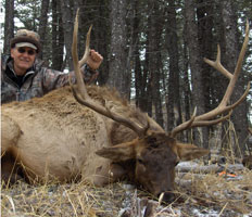 6X6 Montana Bull Elk