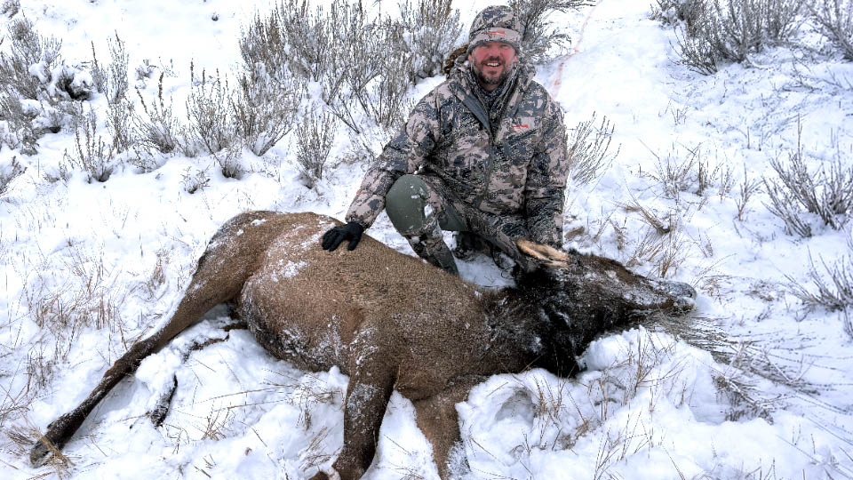 Montana Cow Elk Hunt